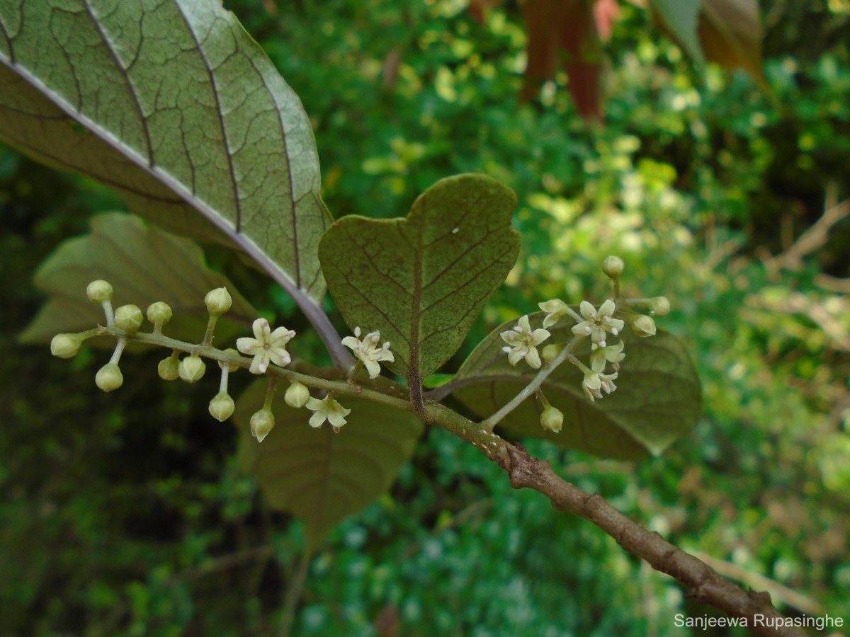 Embelia tsjeriam-cottam (Roem. & Schult.) A.DC.